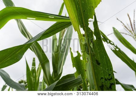 Corn Leaf Damaged By Fall Armyworm Spodoptera Frugiperda.corn Leaves Attacked By Worms In Maize Fiel