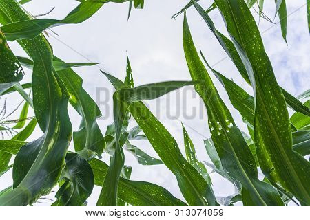Corn Leaf Damaged By Fall Armyworm Spodoptera Frugiperda.corn Leaves Attacked By Worms In Maize Fiel