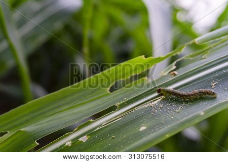 Corn Leaf Damaged By Fall Armyworm Spodoptera Frugiperda.corn Leaves Attacked By Worms In Maize Fiel