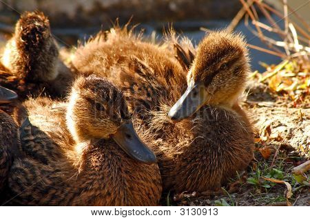 Mallard Ducklings
