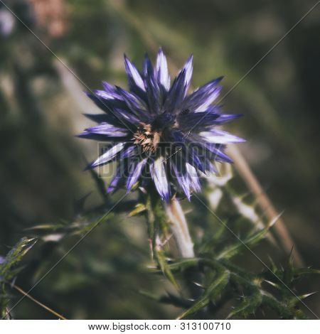 Echinops Ritro. Honey Plant. Field Plant. Blue Flower. Nature Background.