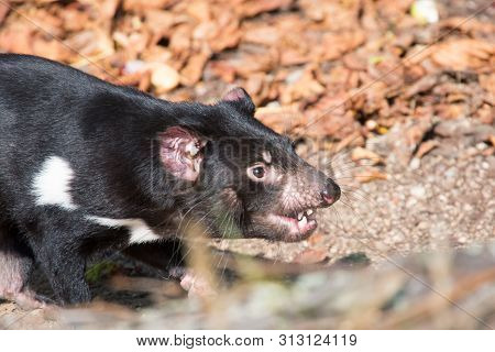 Tasmanian Devil, Sarcophilus Harrisii
