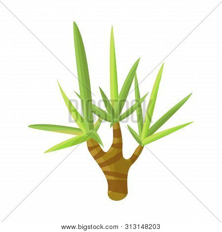 Vector Design Of Palm And Coconut Sign. Set Of Palm And Hawaii Vector Icon For Stock.