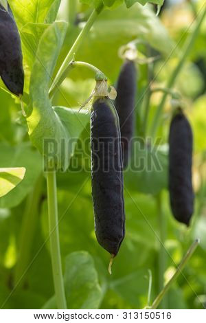 Ripe English Garden Peas Plant, Pea Pod Blauwschokkers, Close Up