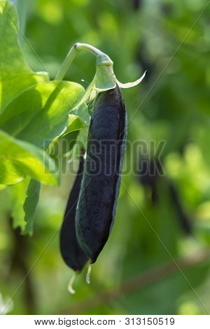 Ripe English Garden Peas Plant, Pea Pod Blauwschokkers, Close Up