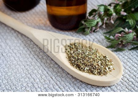 Motherwort - A Medicinal Plant With A Calming Effect