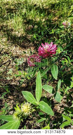 Many Flowers Of Clover In A Forest Glade On Sunny Summer Day