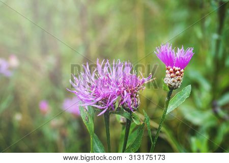 Grow Purple Flowers Of Serratula Lycopifolia Plant