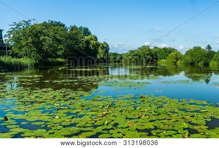 Calm Lake With Water Lilies In Wedel