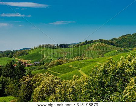 Green Hills With Summer Vineyards In Black Forest