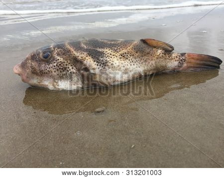 A Dead Pufferfish Washed Up On The Beach Because Of Unsustainable Fisheries