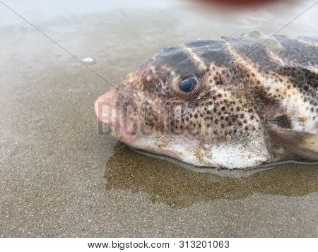 A Dead Pufferfish Washed Up On The Beach Because Of Unsustainable Fisheries