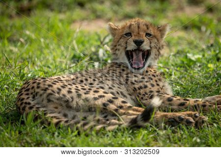Cheetah Cub Lies Yawning In Short Grass