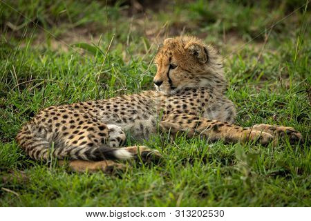 Cheetah Cub Lies In Grass Looking Round
