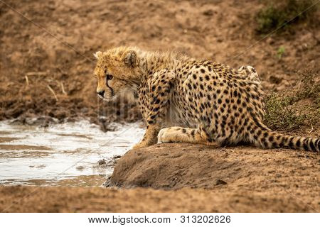Cheetah Cub Lies By Water Facing Left