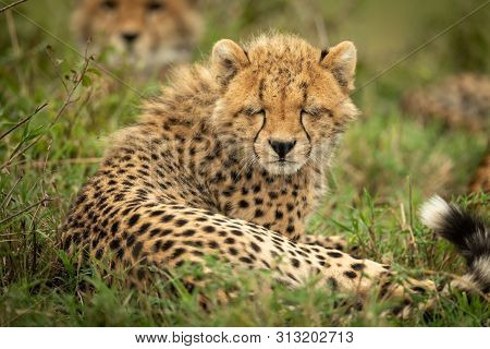 Cheetah Cub Lies With Its Eyes Closed