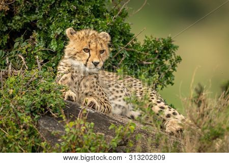 Cheetah Cub Lies On Rock In Bushes
