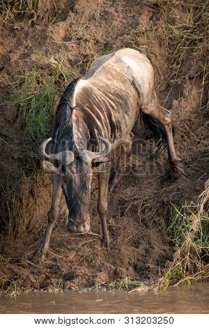 Blue Wildebeest Climbs Down Steep Muddy Riverbank
