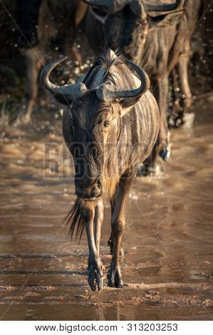 Blue Wildebeest Crosses River Followed By Others