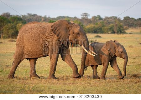 African Bush Elephant And Calf Cross Grassland