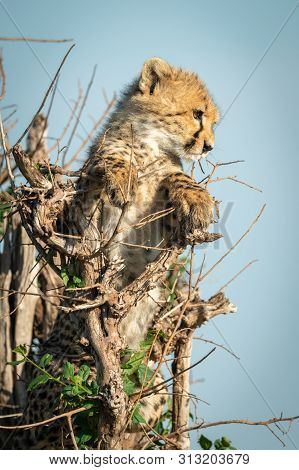 Cheetah Cub Lies In Bush Looking Down