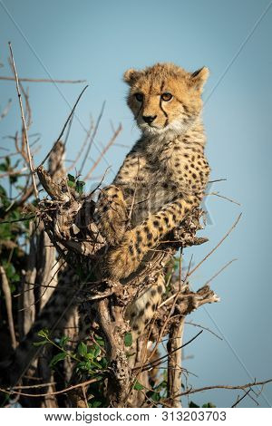 Cheetah Cub Lies In Bush Looking Left