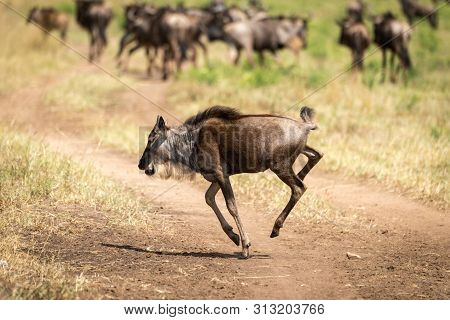 Blue Wildebeest Calf Gallops Across Dirt Track