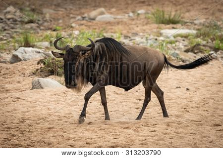 Blue Wildebeest Walks Across Sand Near Rocks