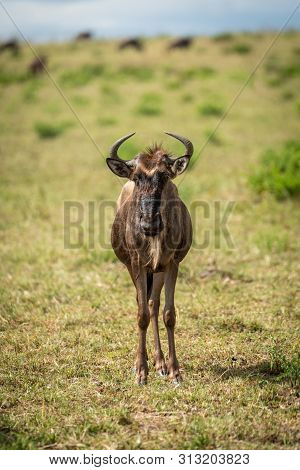 Blue Wildebeest Calf Faces Camera In Grassland