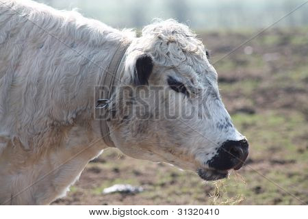 Ancient Breed of beef Cattle.