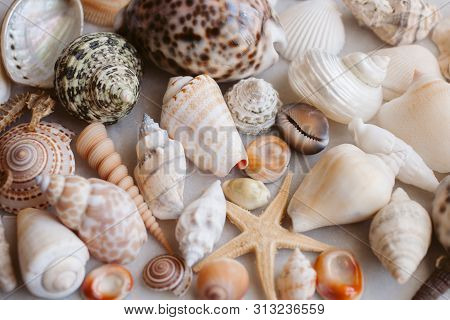 Seashells And Starfish Background. Many Different Seashells Piled Together. Ocean Life. Beautiful Se