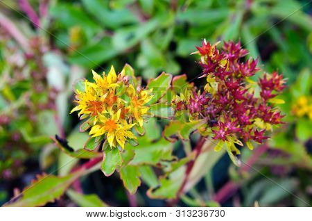 Beautiful Yellow Flower Sedum Middendorfianum In The Garden.