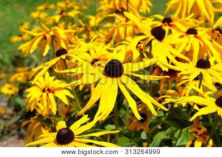 Yellow Echinacea Flower On Green Nature Background, Close Up. Patch Of Coneflower.