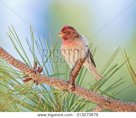 cassins finch in a pine tree 