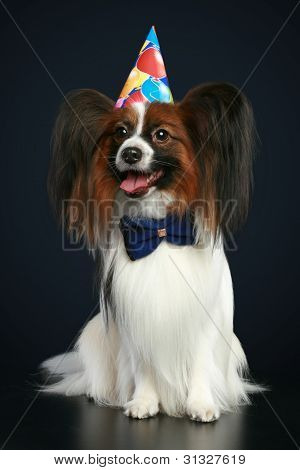 Cane di razza Papillon In vacanza cappello