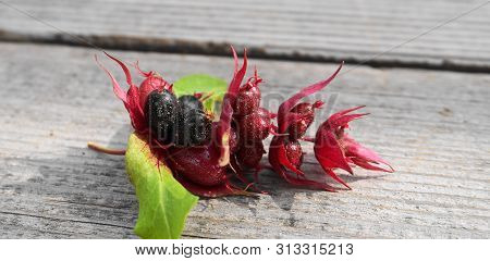 Himalayan Honeysuckle  Purple-black Berries With Green Leaves Isolated On Wood Background Close Up. 