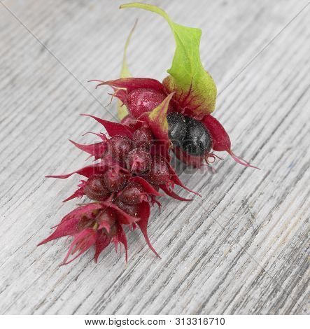 Himalayan Honeysuckle  Purple-black Berries With Green Leaves Isolated On Wood Background Close Up. 
