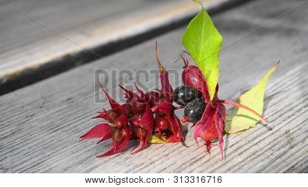 Himalayan Honeysuckle  Purple-black Berries With Green Leaves Isolated On Wood Background Close Up. 