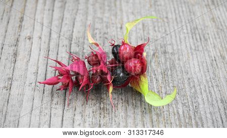 Himalayan Honeysuckle  Purple-black Berries With Green Leaves Isolated On Wood Background Close Up. 