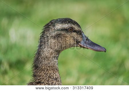 Close Up Duck Portrait.
Headshot Of A Brown Duck With The Green Grass Blurred In The Background. Hea