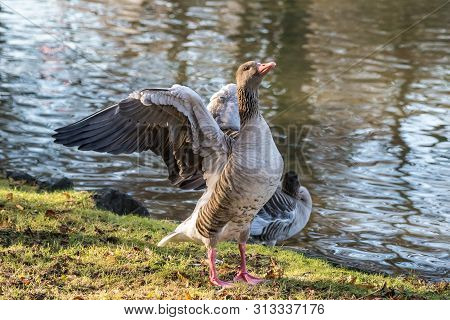 The Greylag Goose, Anser Anser Is A Species Of Large Goose In The Waterfowl Family Anatidae And The 