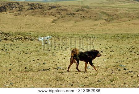 Mongolian Dogs And Flying Drone, Zavkhan River,  River In The Govi-altai Mongolia