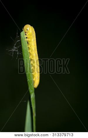Closeup Of A Butterfly Larva, Worm On A Plant