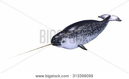3D Rendering Male Narwhal On White