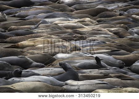 Single Elephant Seal With Molting Face Above A Full Frame Of Sleeping Seals On A California Beach.