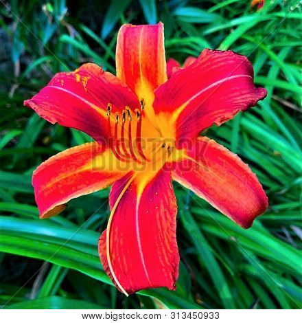 A Proud Lily In A Wild Wood