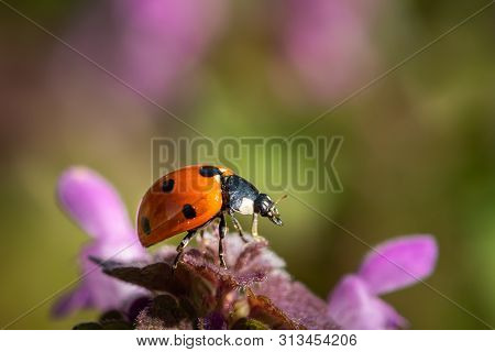 A Ladybird (coccinella Septempunctata) Sitting On A Purple Flower (lamium Purpureum) In A Garden