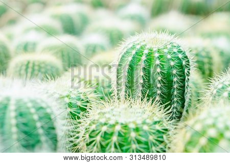 Selective Focus Close Up On Golden Barrel Cactus (echinocactus Grusonii) Cluster. Well Known Species