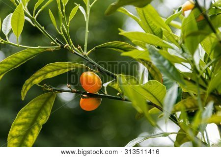 Ripe Fruits And Foliage Of Oval Kumquat Or Nagami Kumquat (citrus Margarita Or Fortunella Margarita)