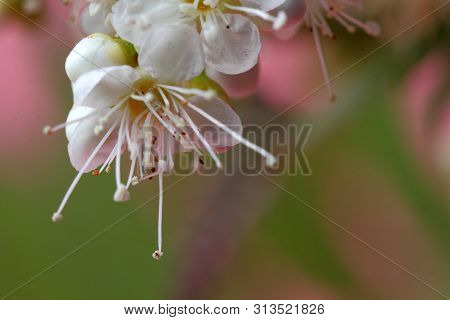 Bright White Flowers (sorbaria Sorbifolia) On A Pink Background, Beautiful Thin Stamens. Place For T
